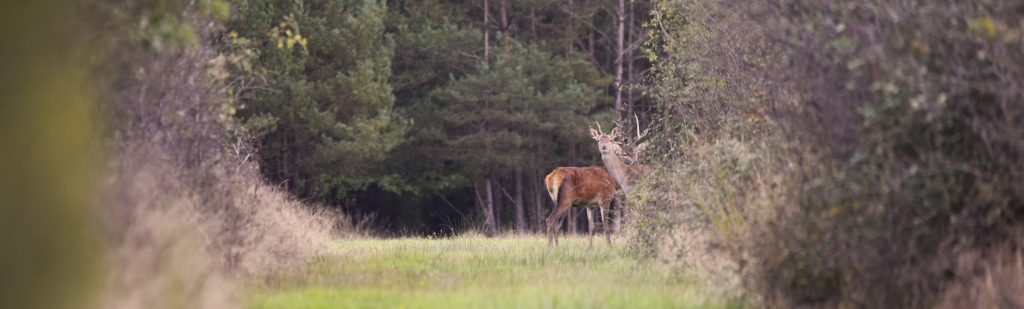 Cerf et biche en forêt lors du brame - Sologne