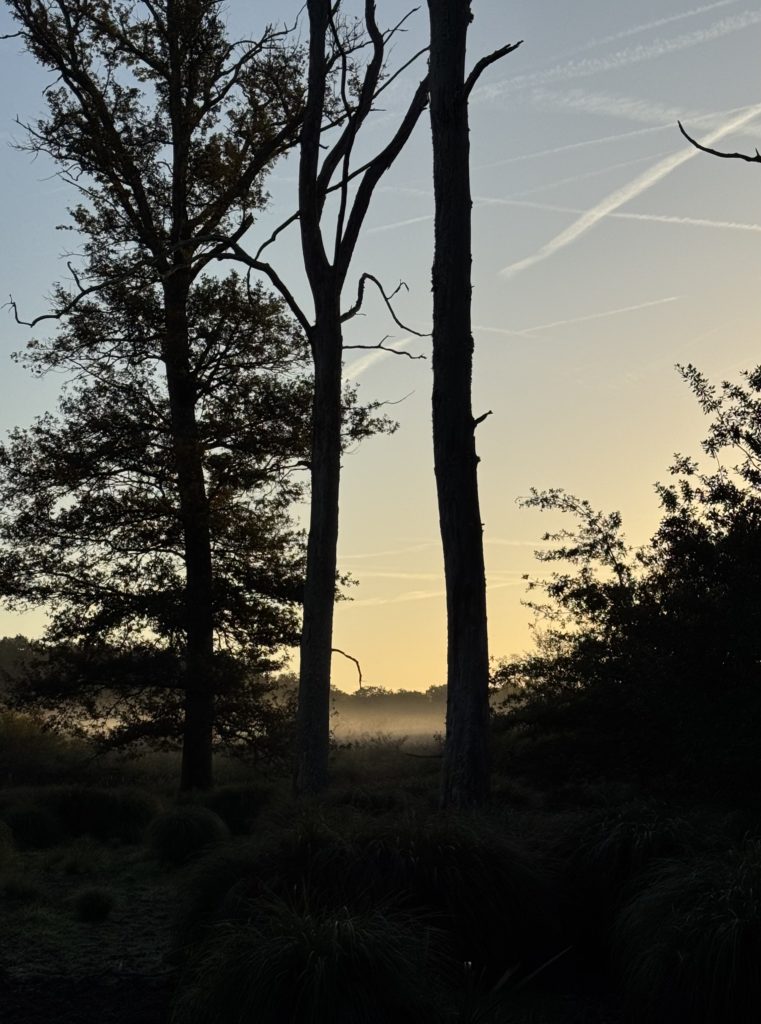 Forêt de Chanteau au crépuscule
