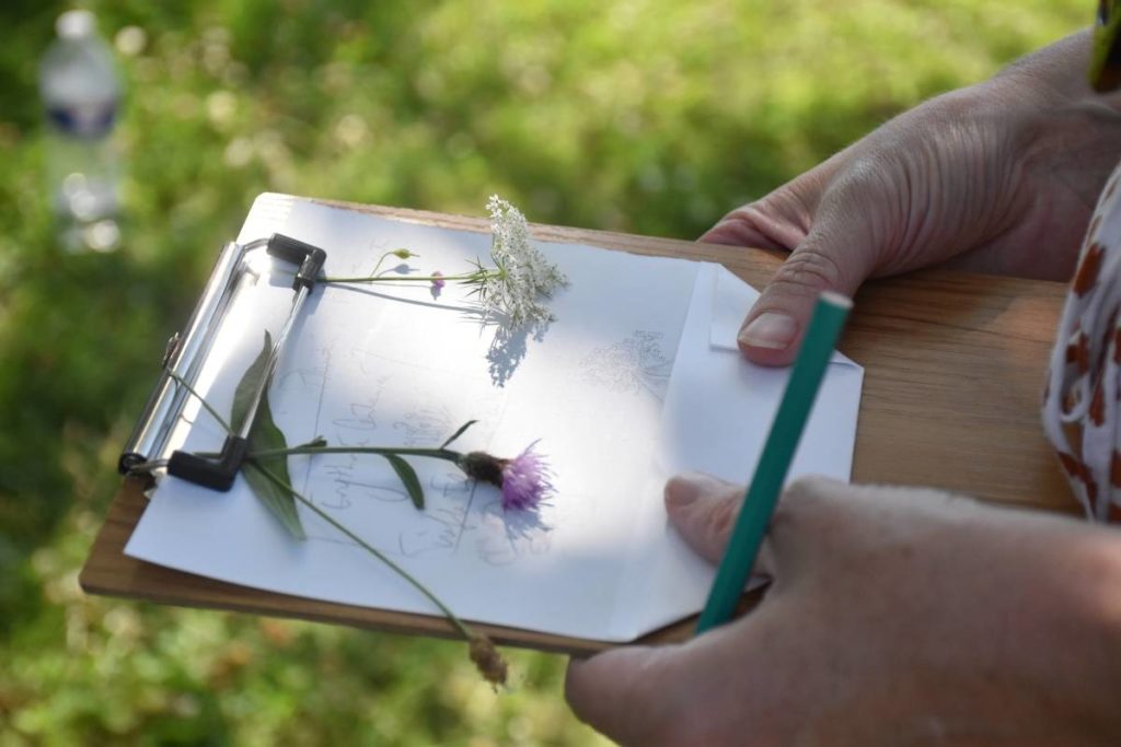 cueillette sauvage en beauce