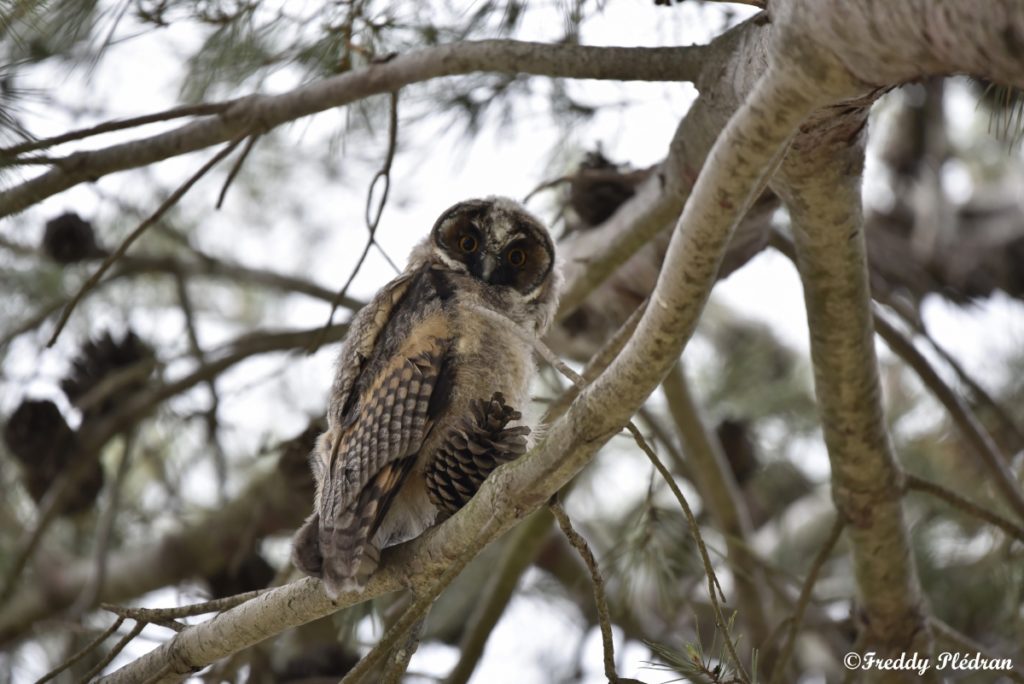 Hibou moyen-duc juvénile dans les arbres