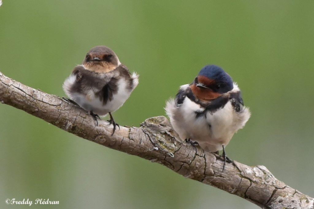hirondelle de rivage et hirondelle de cheminée, oiseaux migrateurs sur une branche d'arbre