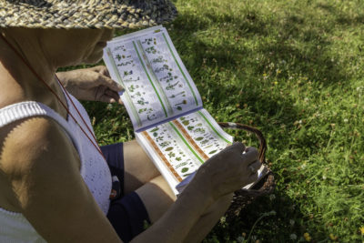 🌱☀️ Plantes sauvages comestibles et médicinales