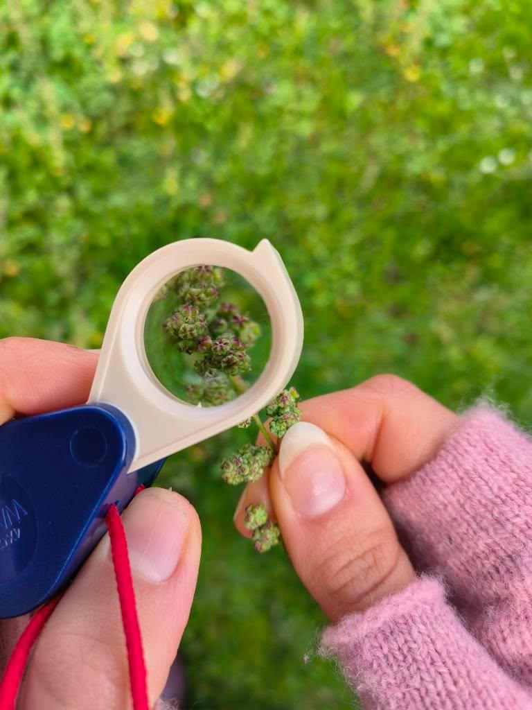 observation botanique en bord de loire