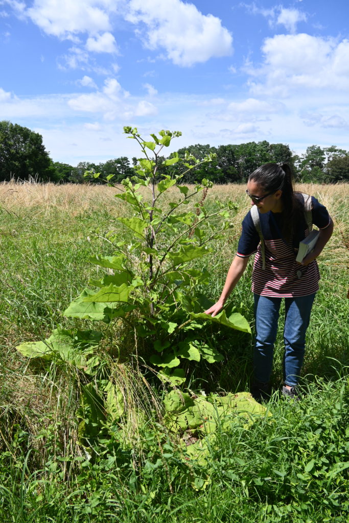 Plante comestible au Parc de Loire - Grande bardane