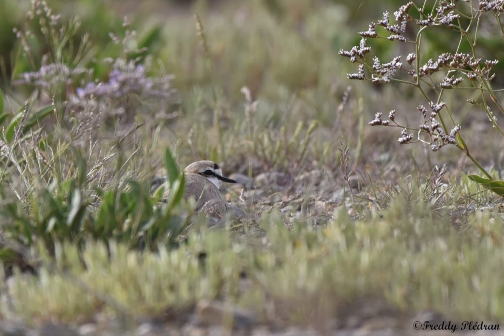 gravelot en train de couver