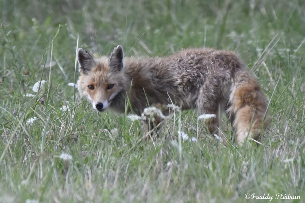 Renard roux dans une prairie