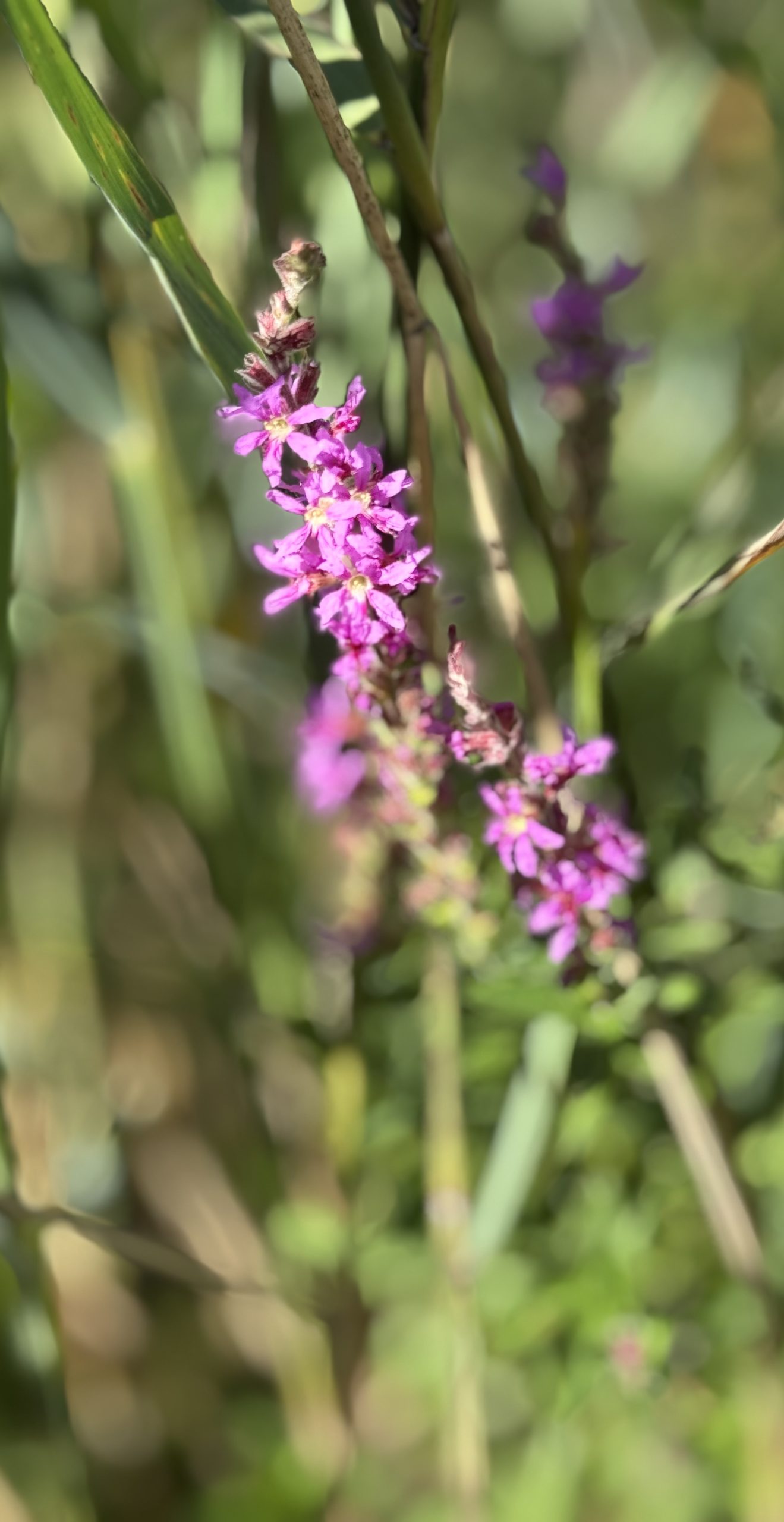 Plante comestible au Parc de Loire, la salicaire