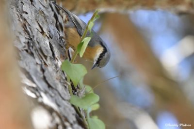 🌱 Reconnaissance des oiseaux et de leurs chants
