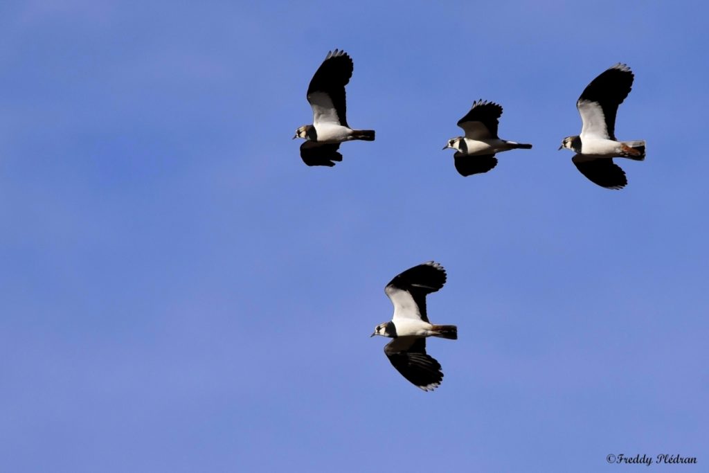 Vanneaux huppés en vol