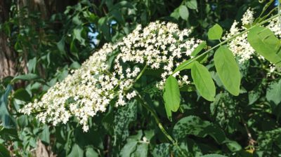 Sureau noir : trésor comestible, médicinal et sauvage