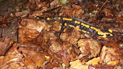 Ma rencontre avec la Salamandre tachetée : un animal mystérieux à l’allure originale
