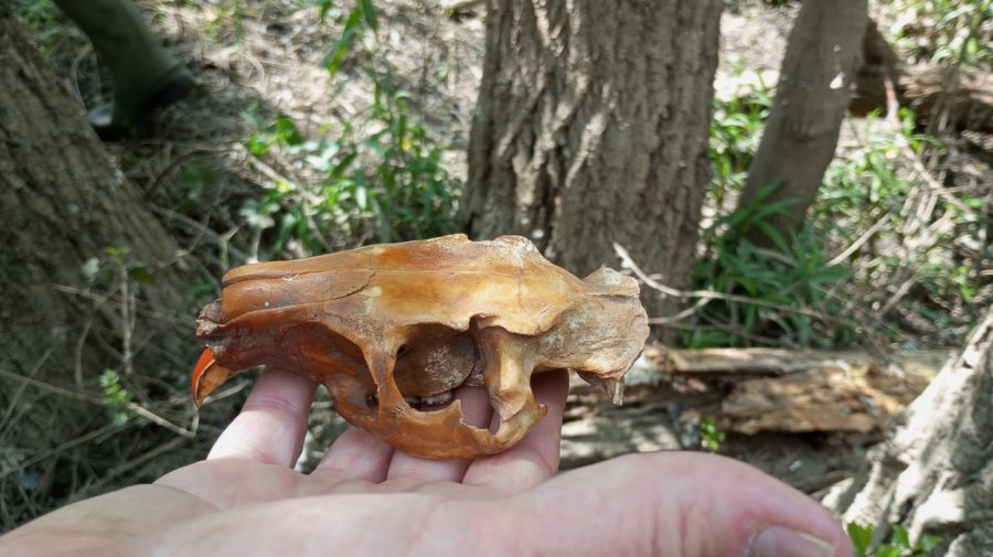 Sur la piste des animaux : empreintes et compagnie – Nouveauté 2026