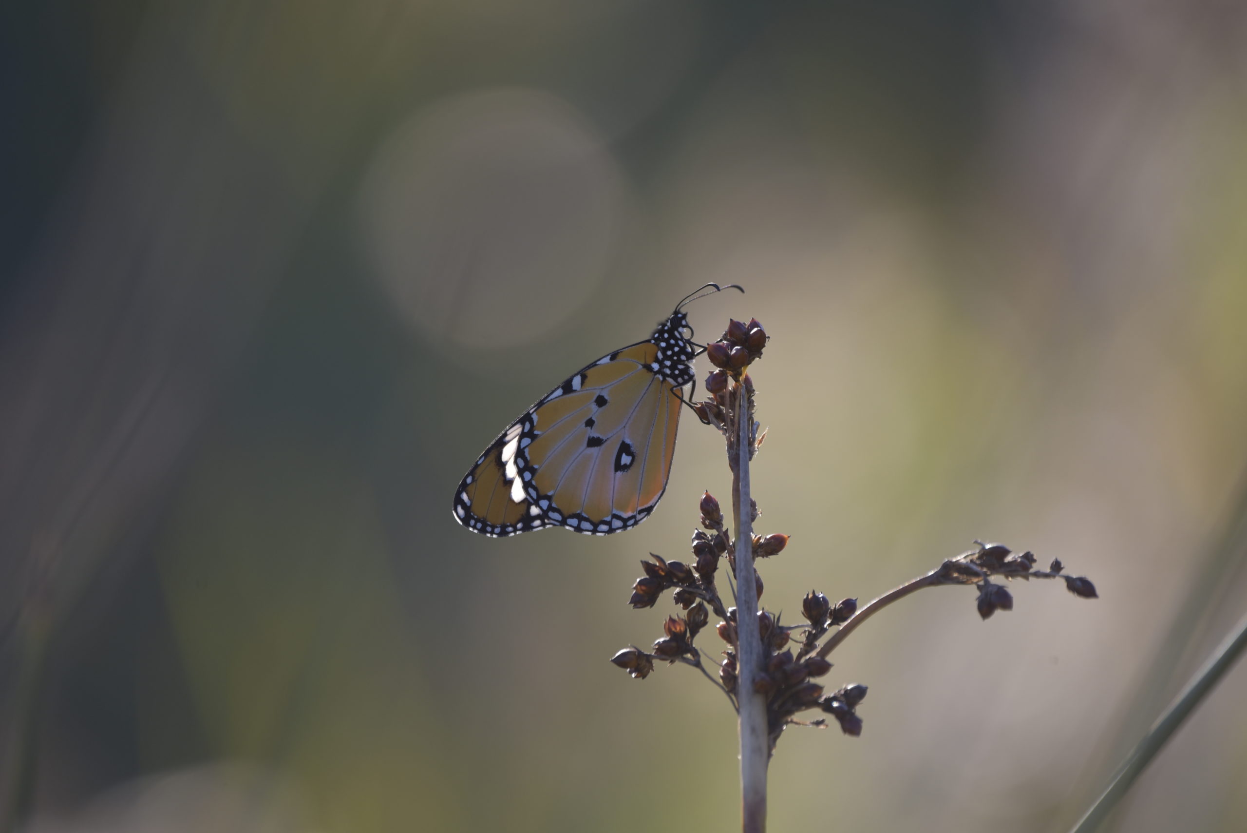 réserver une sortie papillons