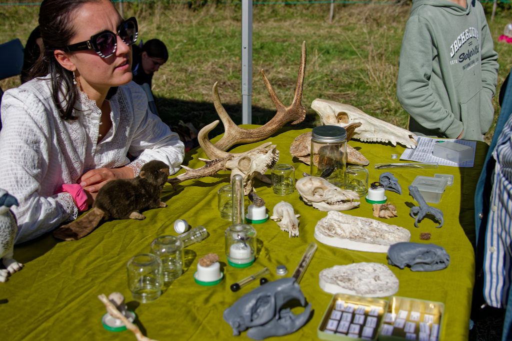 Cabinet de curiosités : empreintes, bois, plumes et crânes