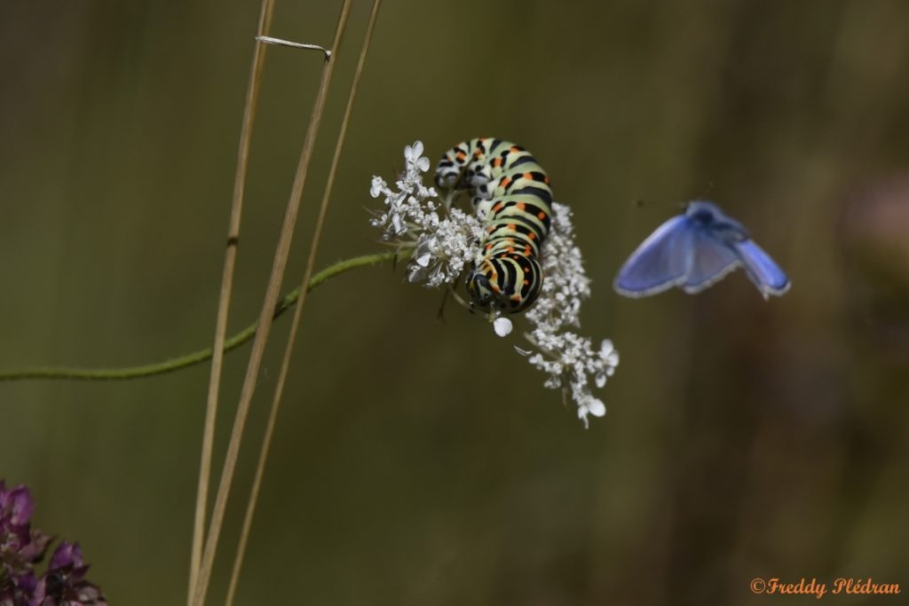 Chenille colorée du papillon machaon