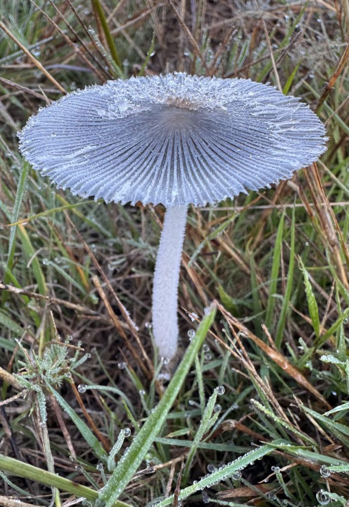 Coprin pied de lièvre