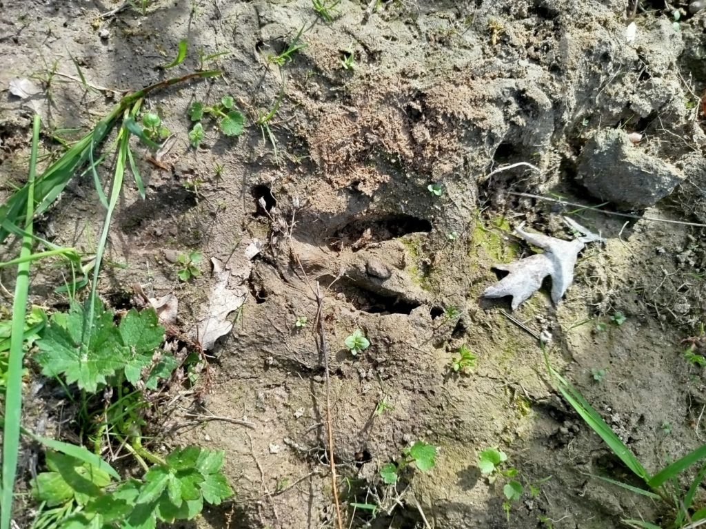 Empreinte de chevreuil en sortie en forêt