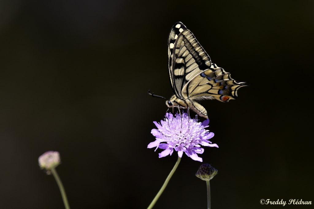 Papillon : Machaon alias grand porte queue