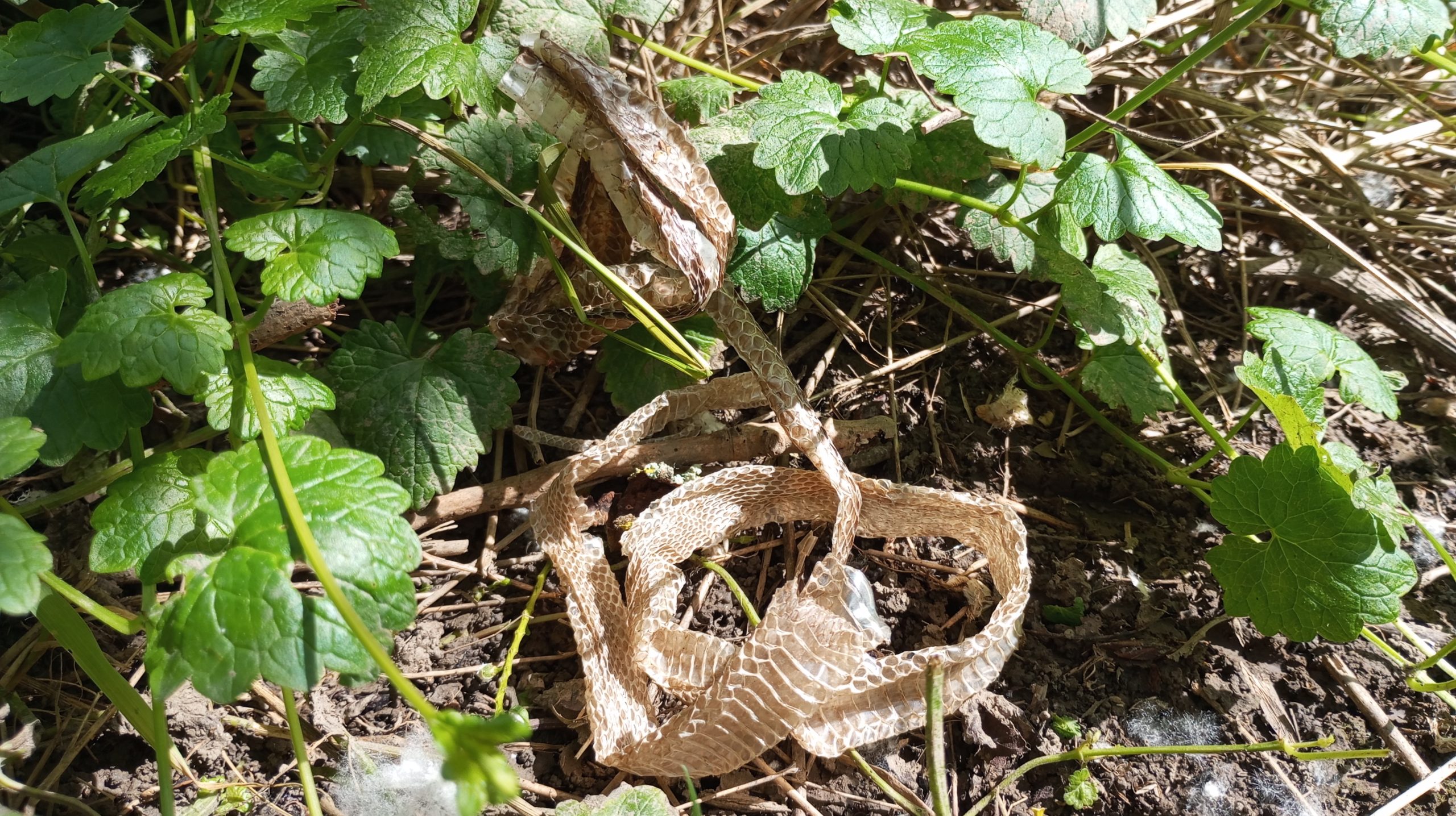 Mue de serpent pour cabinet de curiosités