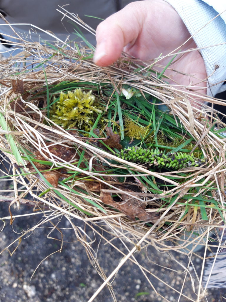 Conception de nids pour les oiseaux en sortie nature en Sologne