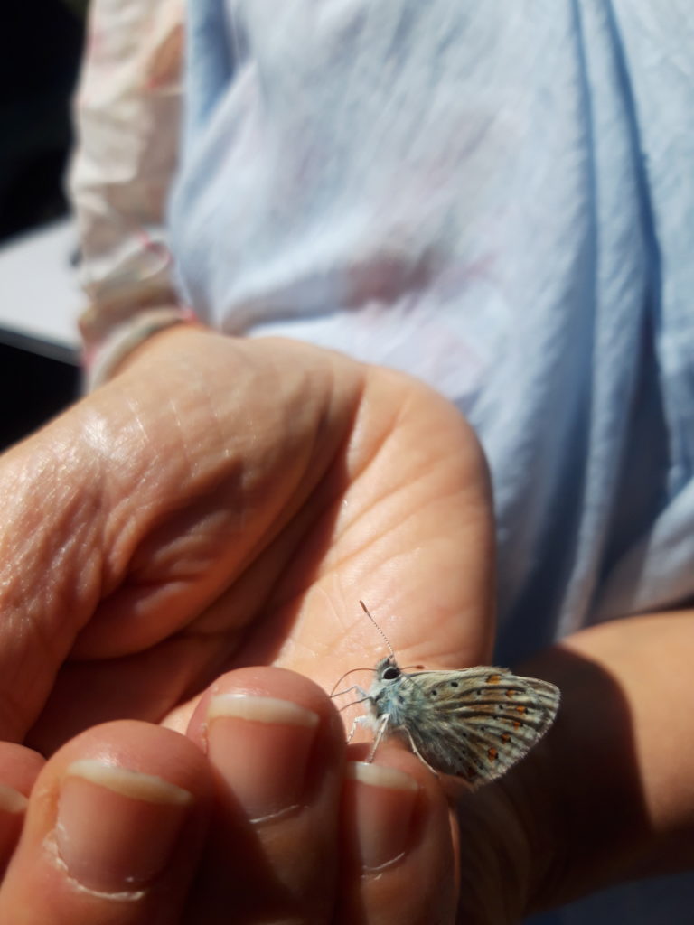 papillon posé sur une main