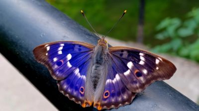 Papillons – Nouveauté 2026