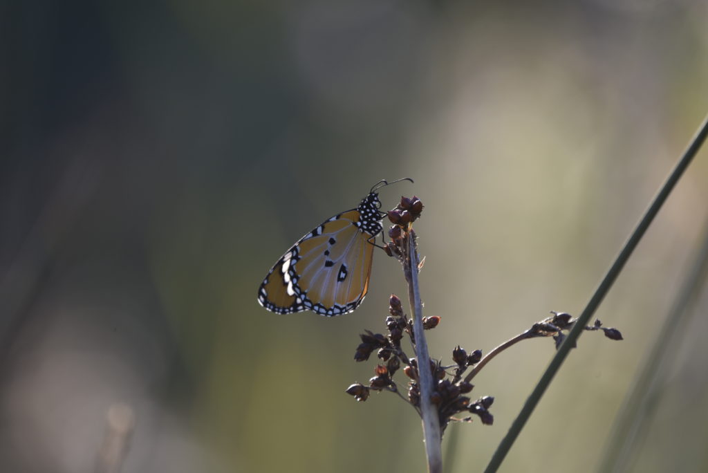 petit monarque au crépuscule