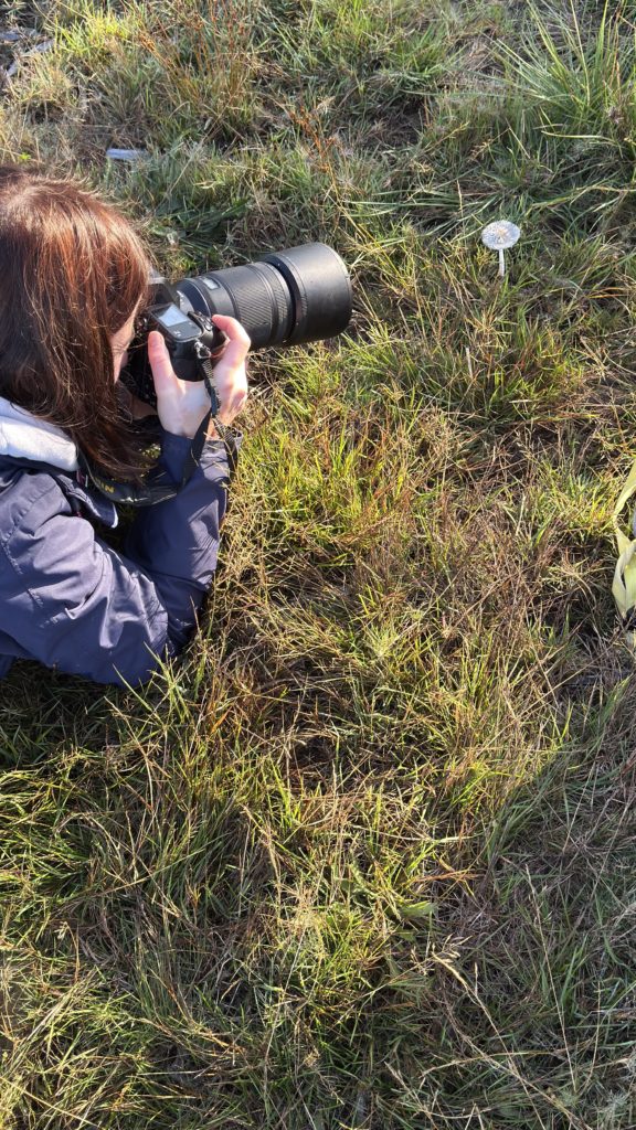 photographie d'un champignon en forêt d'Orléans à l'aube