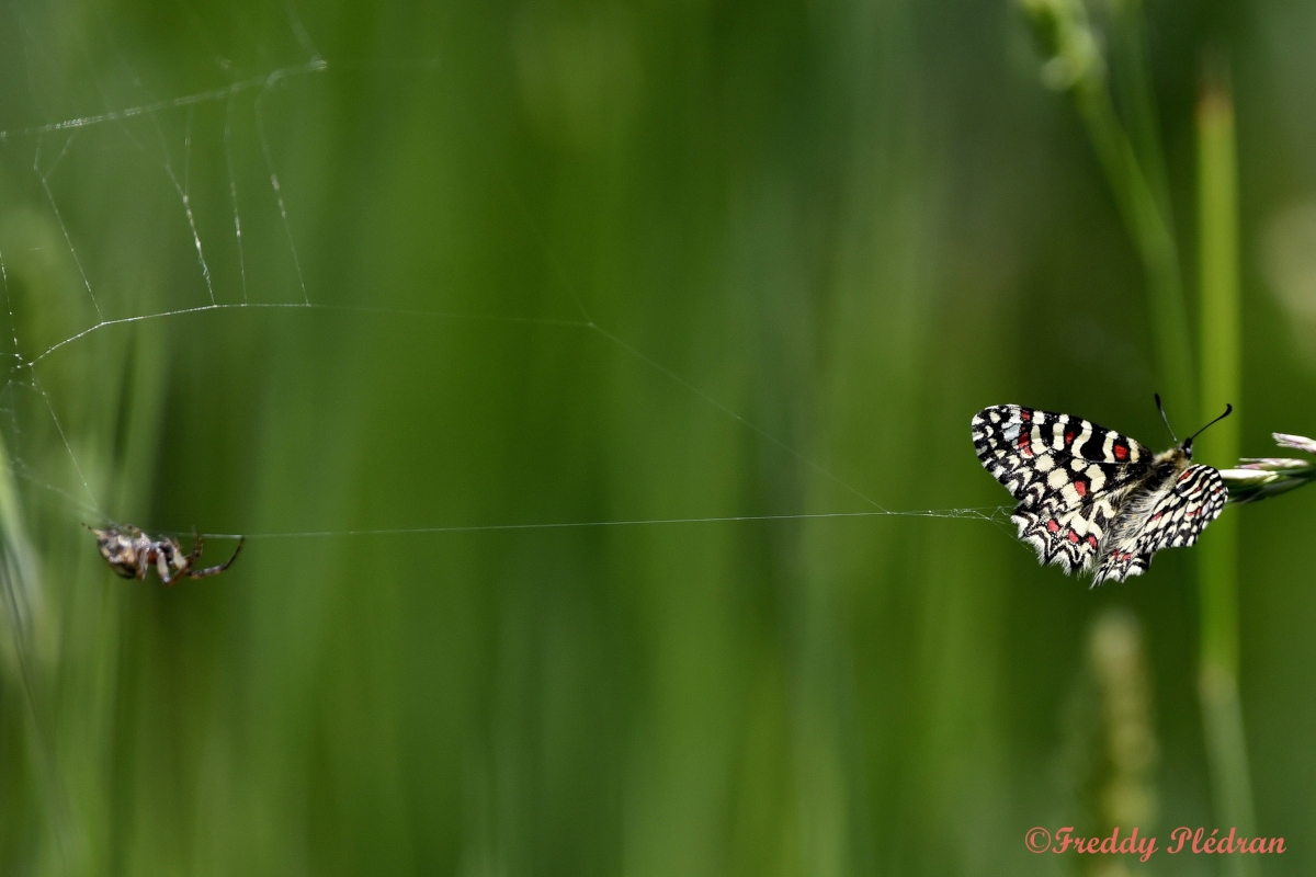 proserpine et toile d'araignée