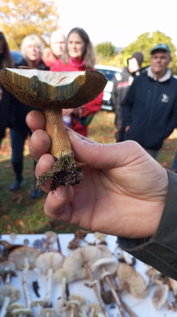 sortie nature autour des champignons en forêt d'Orléans