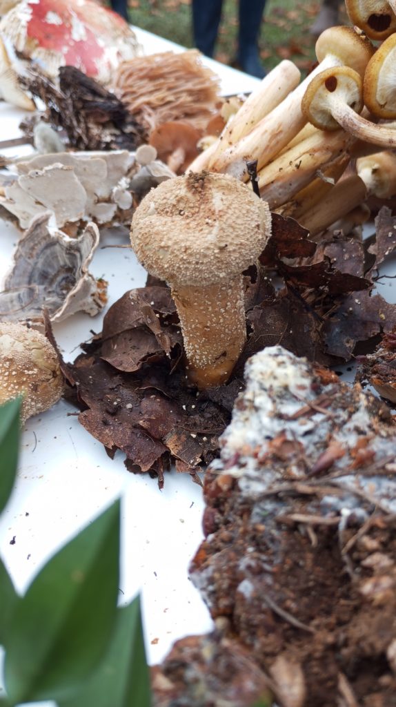 Champignon vesse de loup perlée