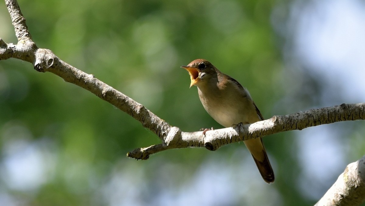 réserver une sortie chants d'oiseaux