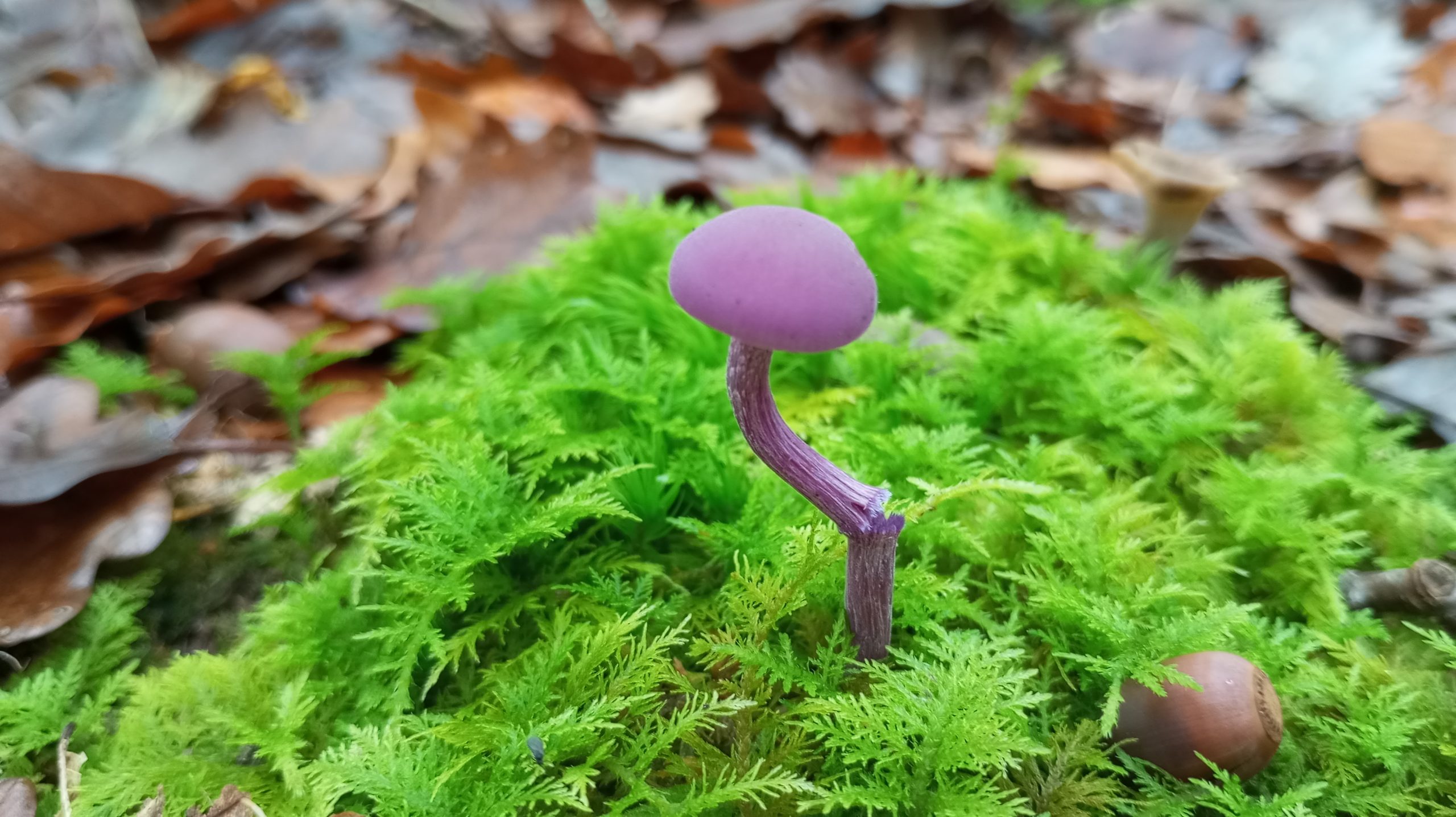 réserver une sortie champignons