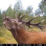 brame du cerf en forêt d'Orléans
