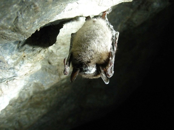 construire un abri à chauve souris
