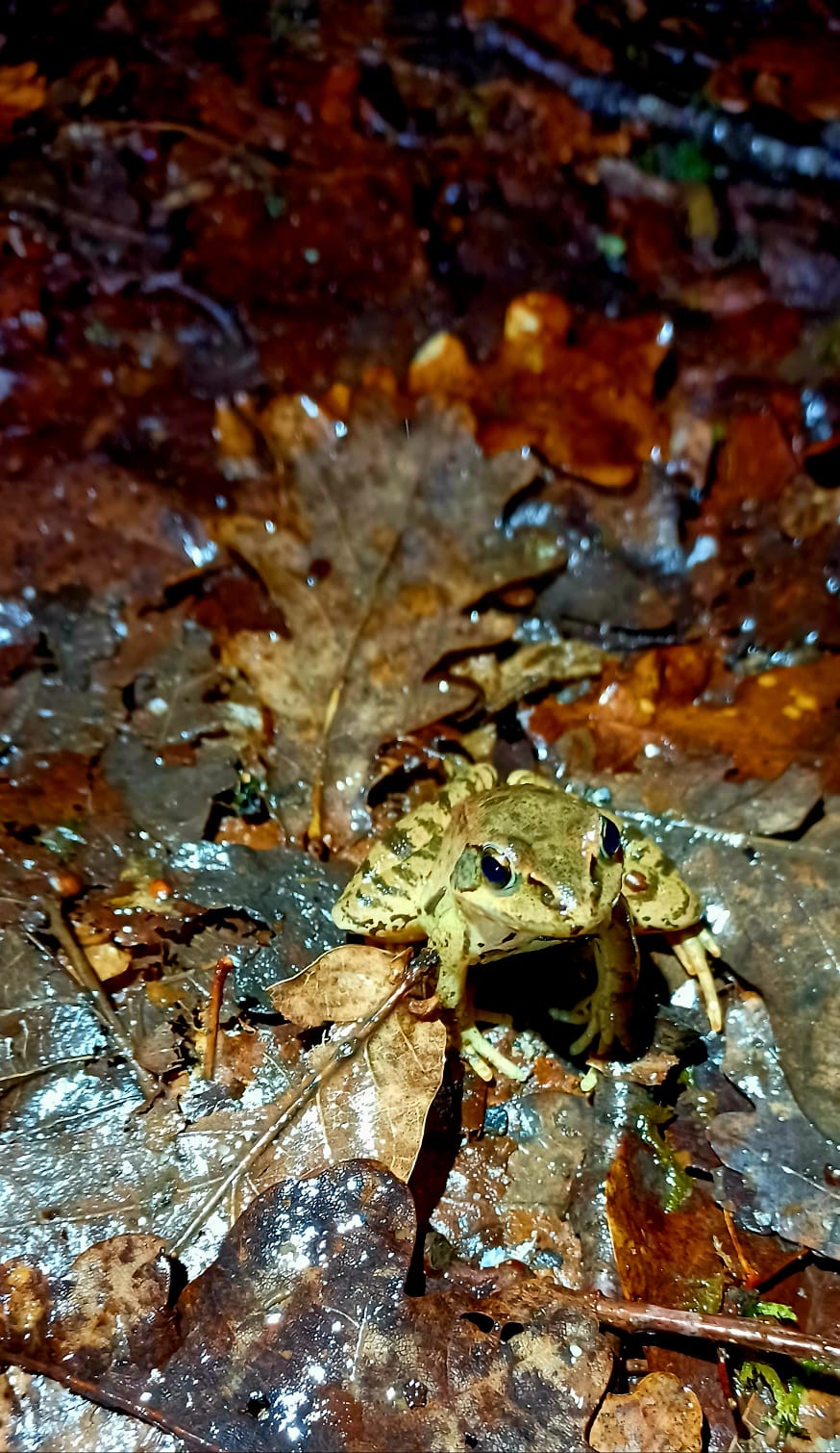 grenouille dans la nuit