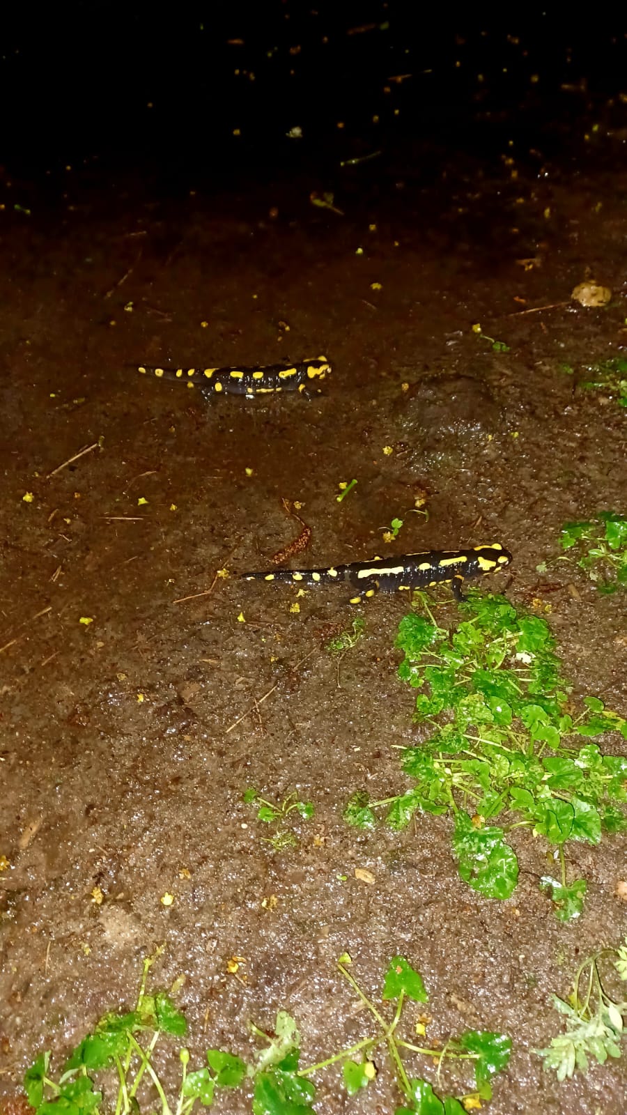 deux salamandres en forêt
