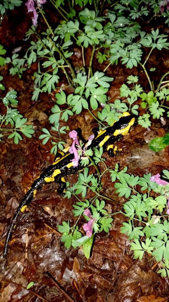 salamandre en forêt, proche d'Orléans