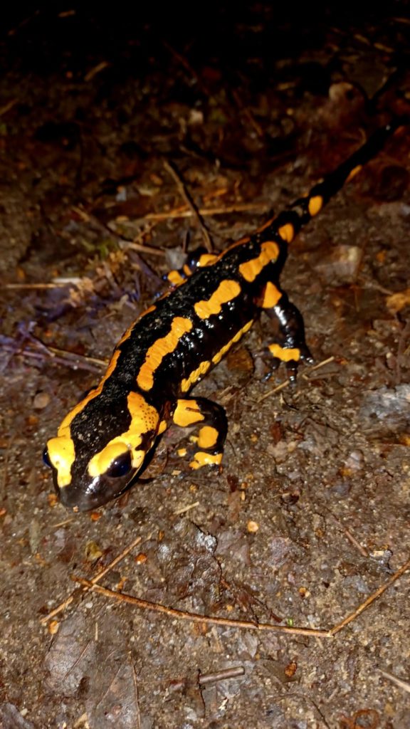 salamandre en Sologne