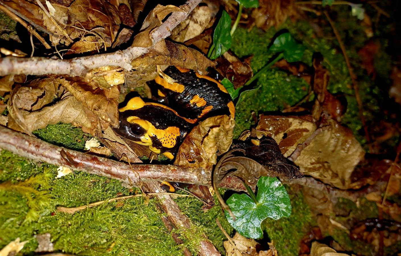 une salamandre se cache en sous-bois