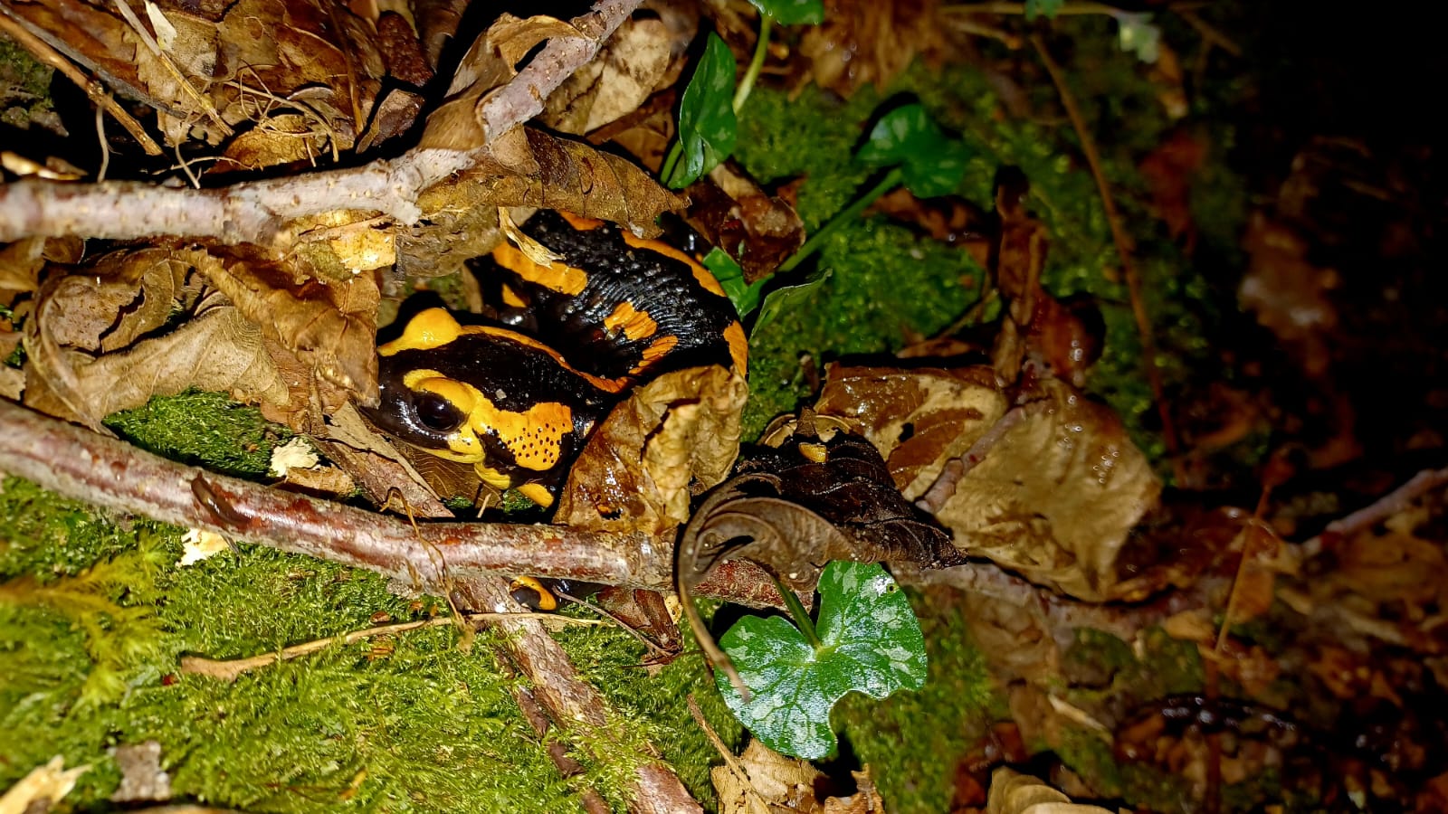 une salamandre se cache en sous-bois