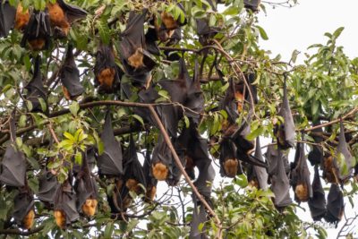 ☀️ Atelier bois : Fabrication de gîtes à chauve-souris – Nouveauté 2026