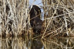 La loutre_192_15153.JPG