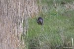 Loutre d'Europe- 2018 03 25-18360.JPG