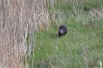 Loutre d'Europe- 2018 03 25-18355.JPG