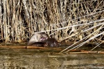 La loutre_198_15159.JPG