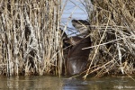 La loutre_186_15147.JPG