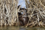 La loutre_182_15143.JPG