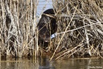La loutre_168_15129.JPG