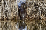 La loutre_178_15139.JPG